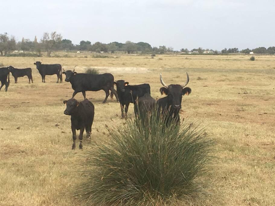 "Le Nature" Camargue Jardin Arles Buitenkant foto