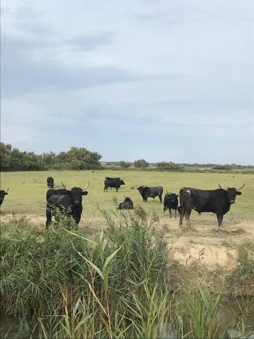 "Le Nature" Camargue Jardin Arles Buitenkant foto